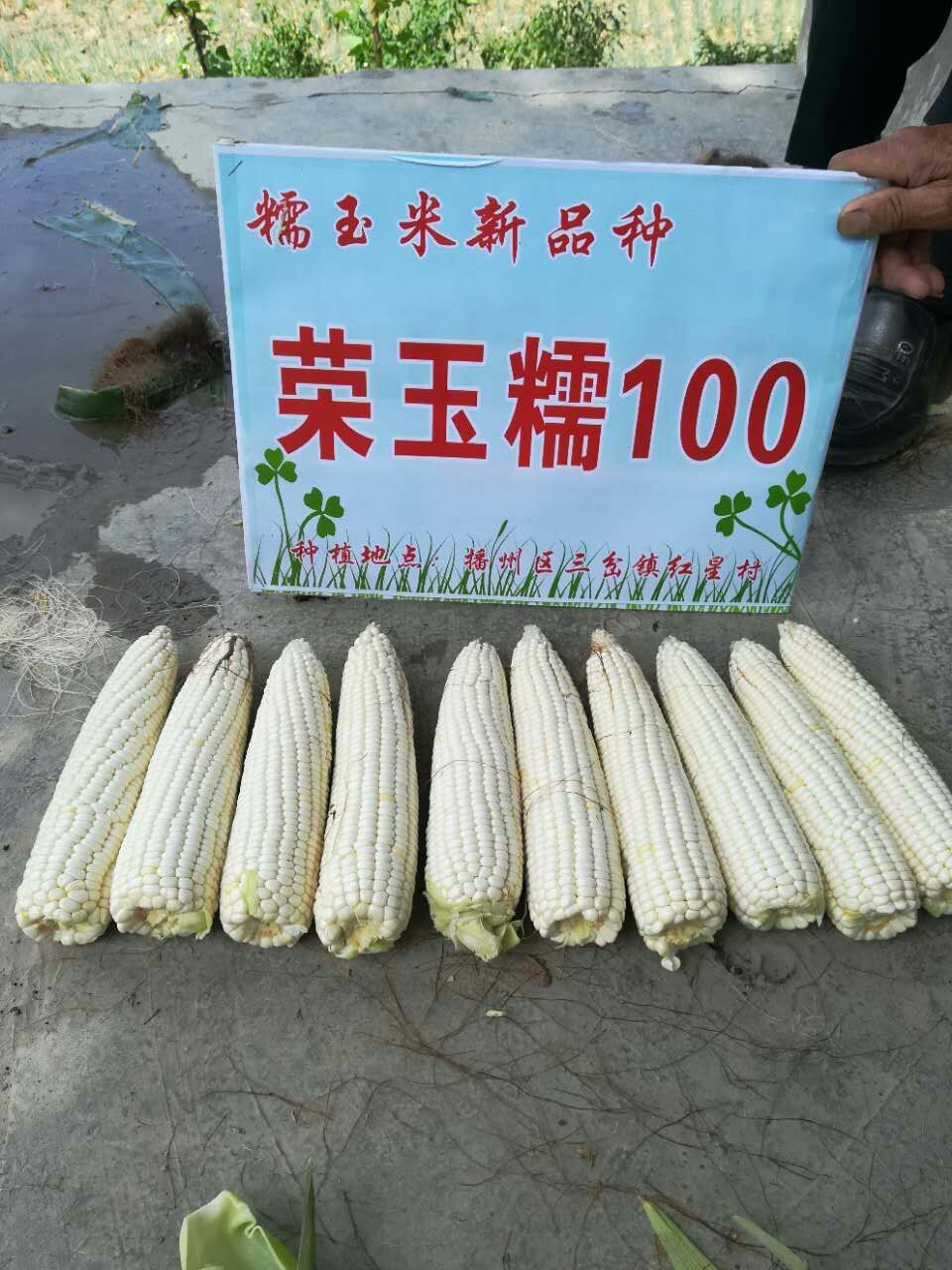 荣玉糯100 (优质糯玉米)