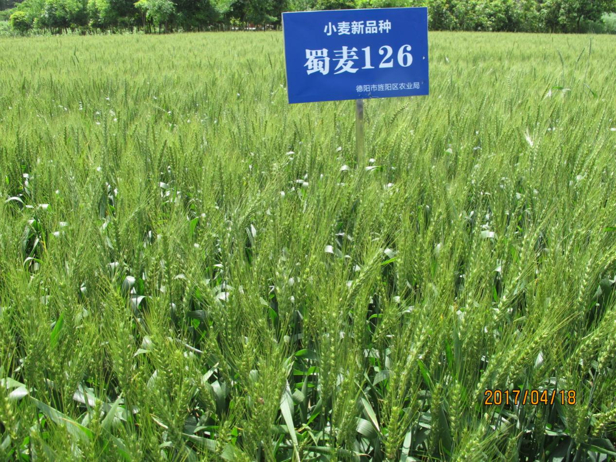 蜀麦126 (高产多抗广适白粒常规小麦)