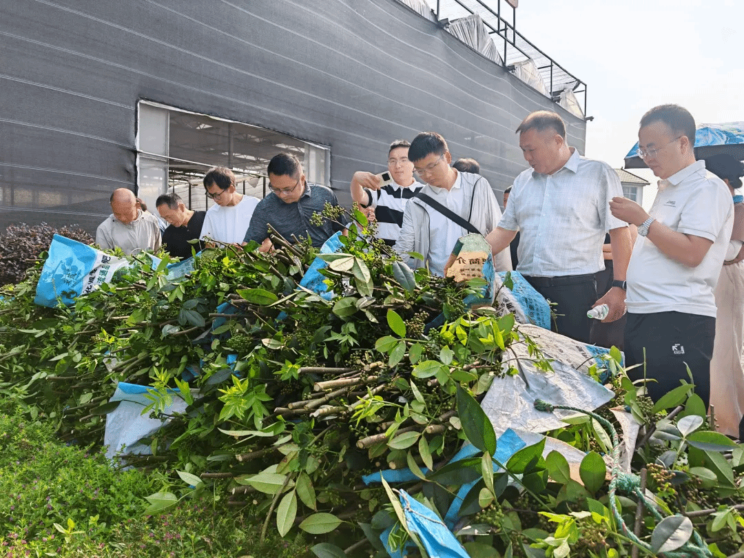 【兴农先锋】林学院无刺青花椒新品种破解产业采摘难题