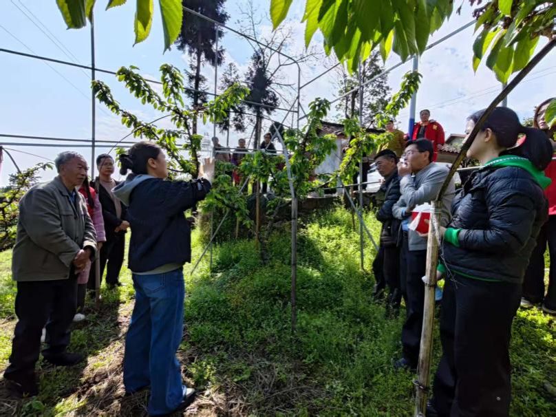 【兴农先锋】我校专家在峨眉示范果蝇绿色防控新模式