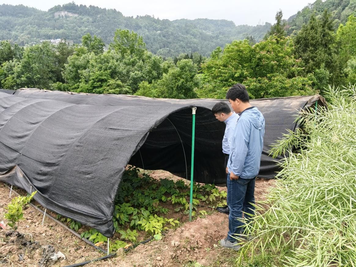 【兴农先锋】我校油茶团队赴平昌县开展科技服务
